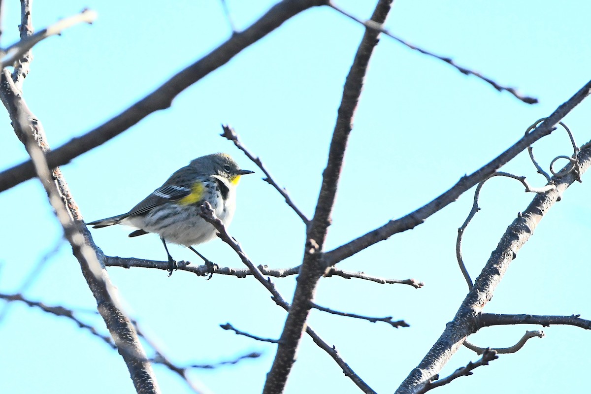 Yellow-rumped Warbler (Audubon's) - ML620668160