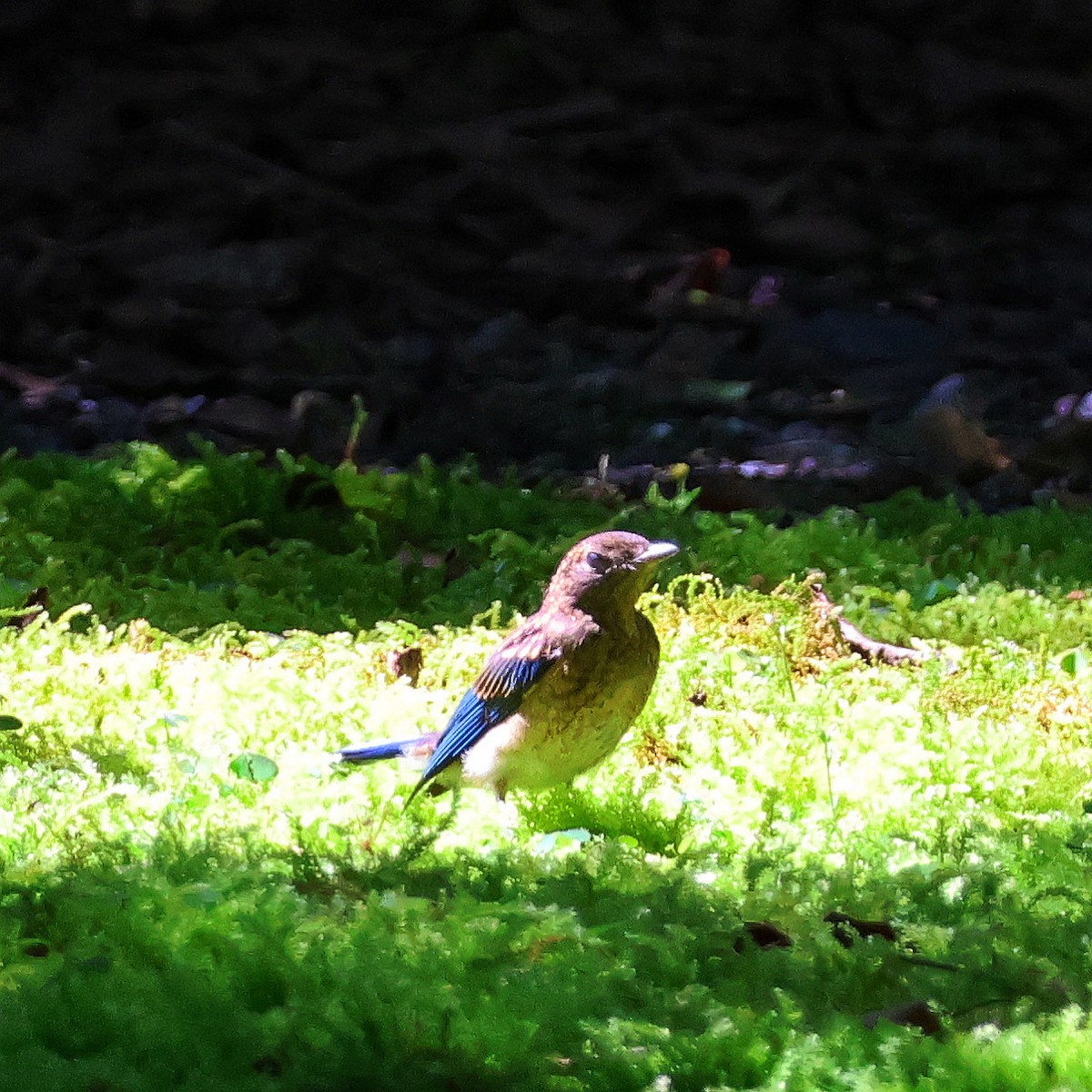 Blue-and-white Flycatcher - ML620668161