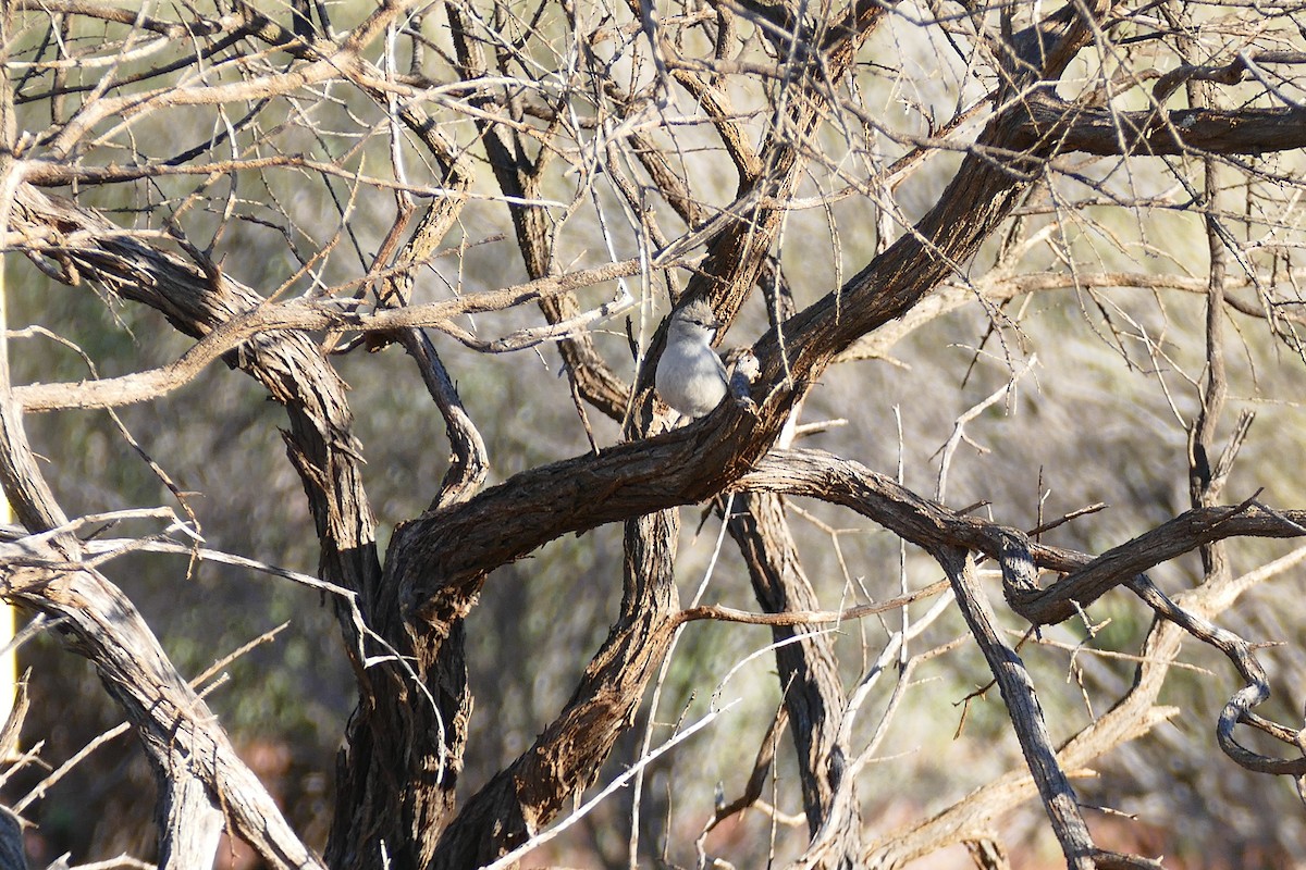 Chiming Wedgebill - ML620668164