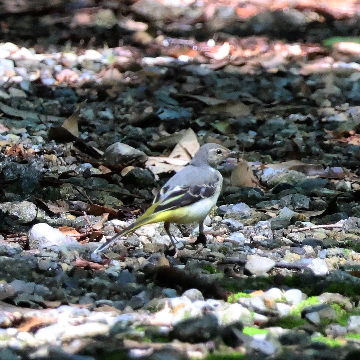 Gray Wagtail - ML620668169