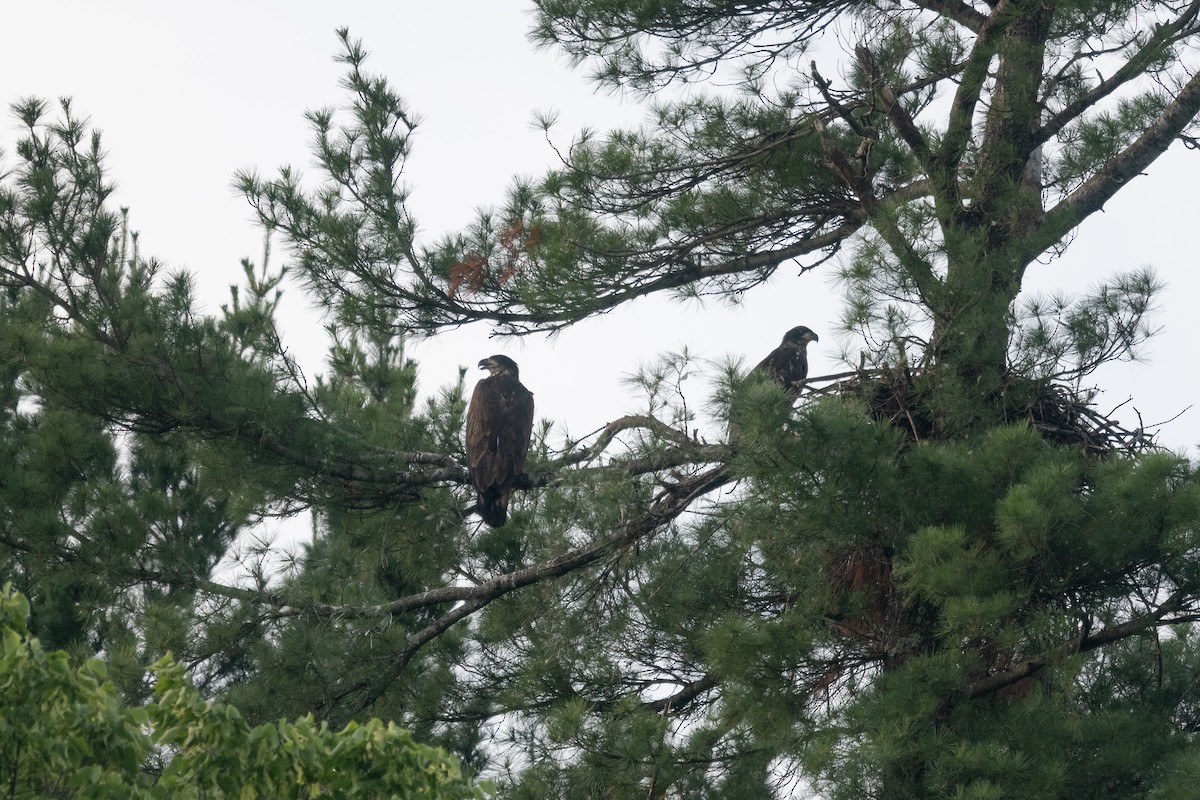 Bald Eagle - ML620668170