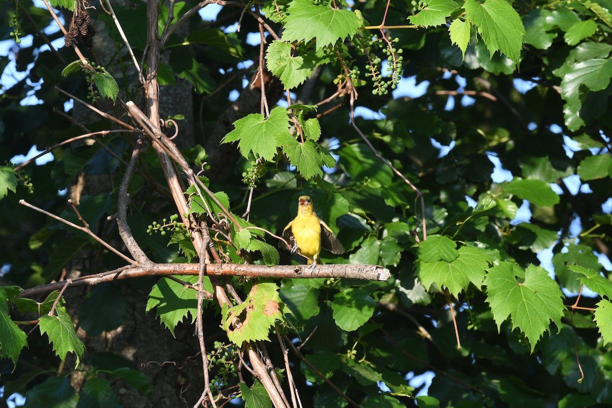 Orchard Oriole - ML620668171