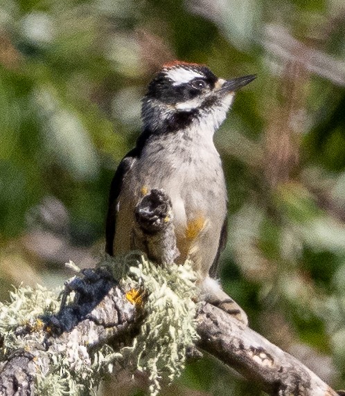 Downy Woodpecker - ML620668172