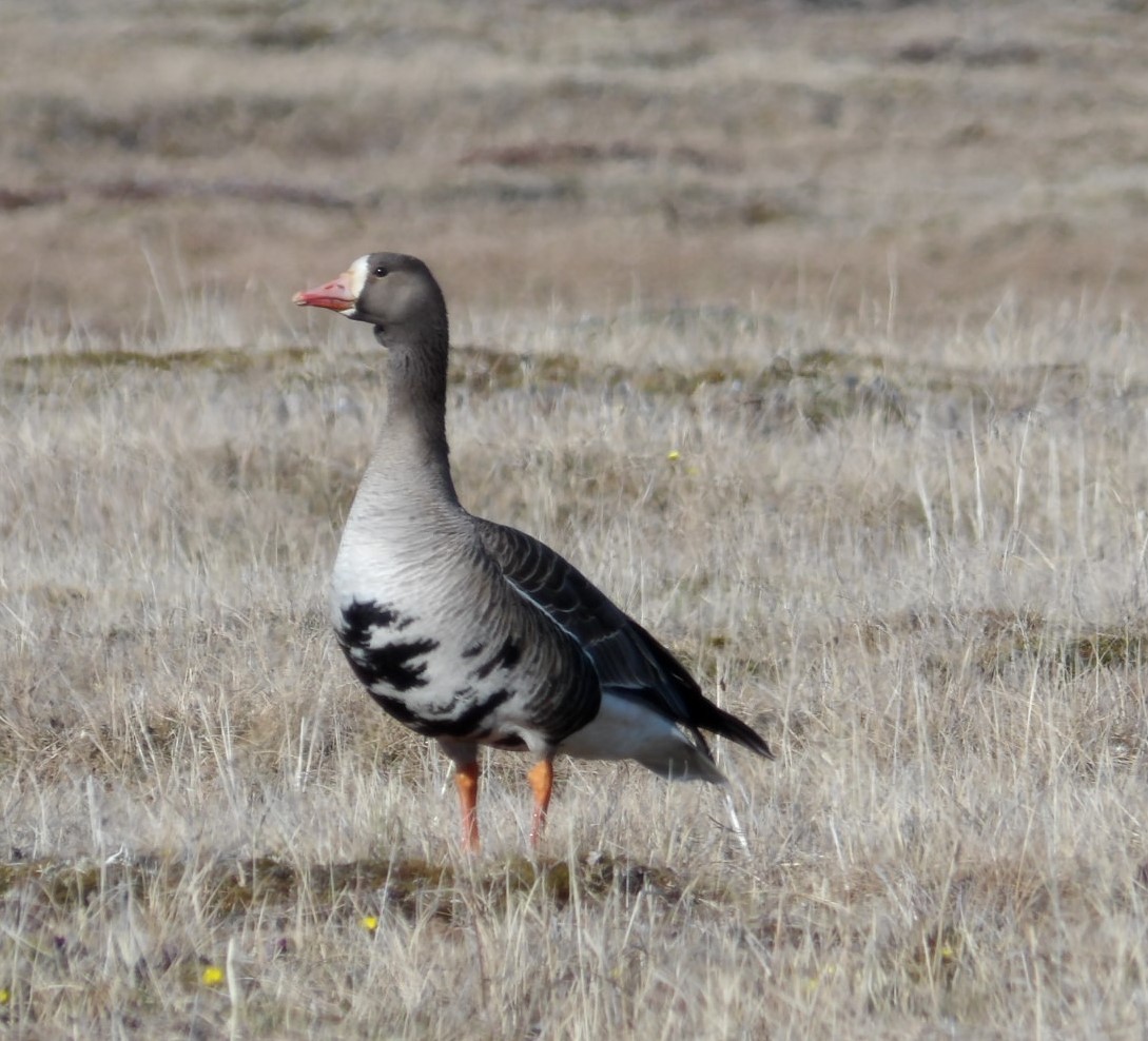 Greater White-fronted Goose (Western) - ML620668173