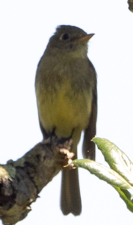 Western Flycatcher (Pacific-slope) - ML620668174