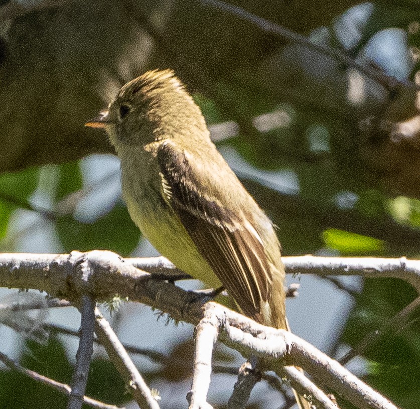 Western Flycatcher (Pacific-slope) - ML620668175