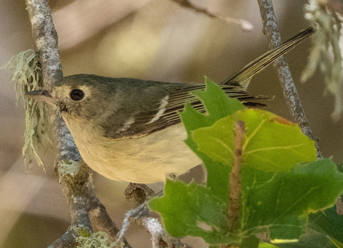 Hutton's Vireo - ML620668177