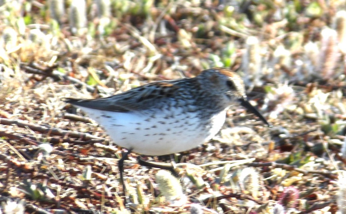 Western Sandpiper - ML620668178