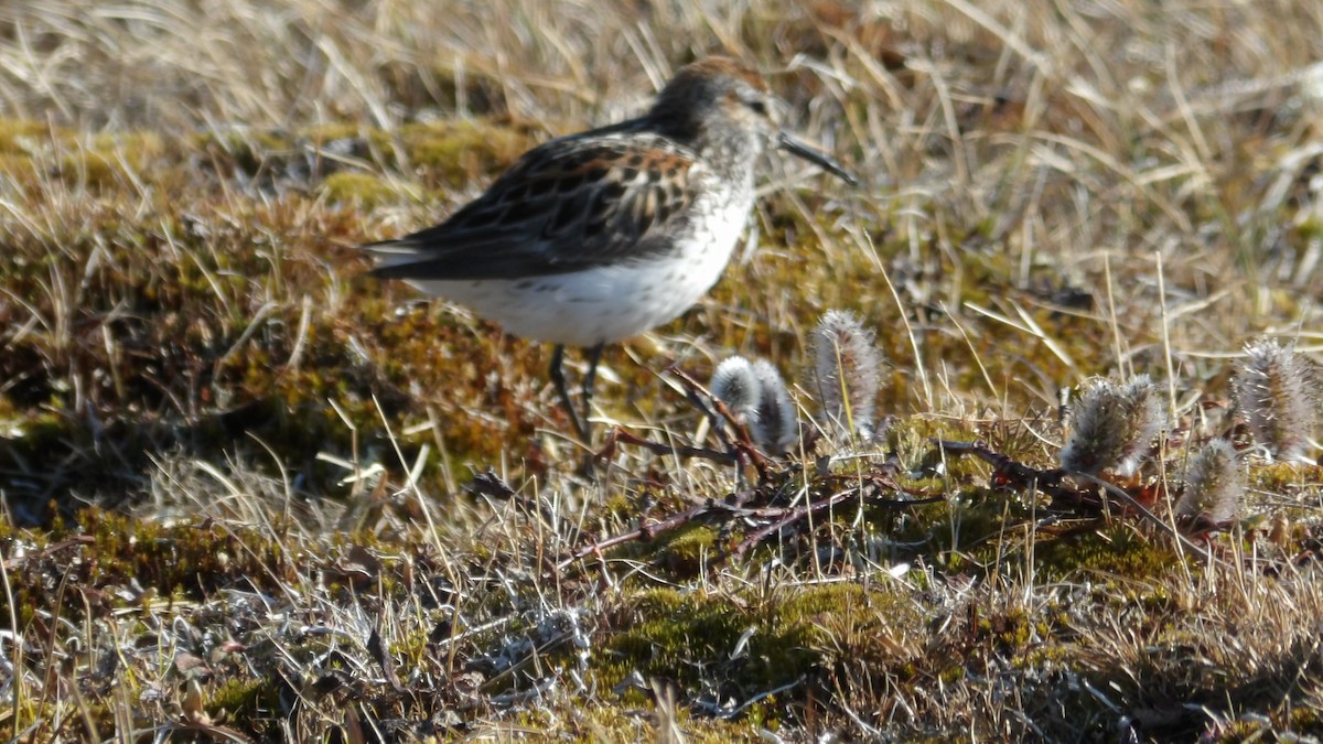 Western Sandpiper - ML620668179