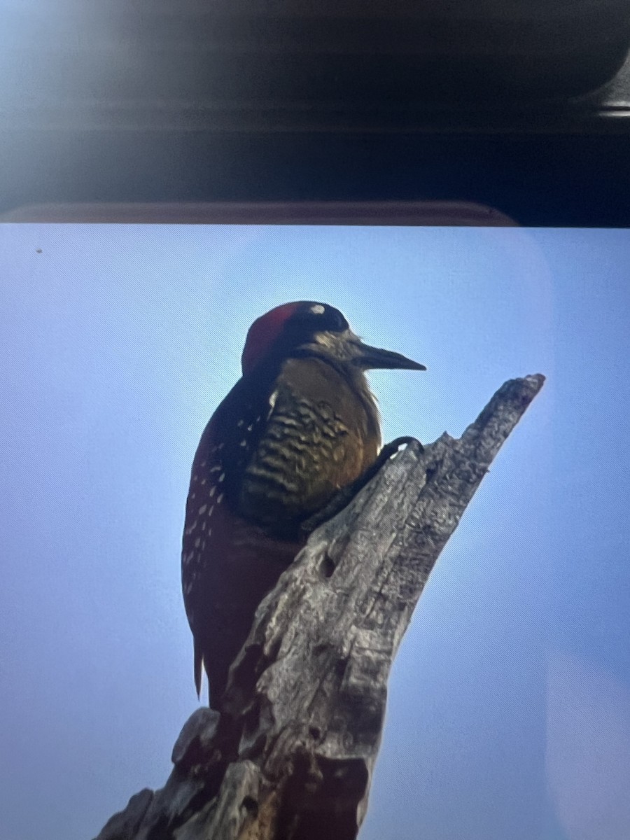 Black-cheeked Woodpecker - ML620668184