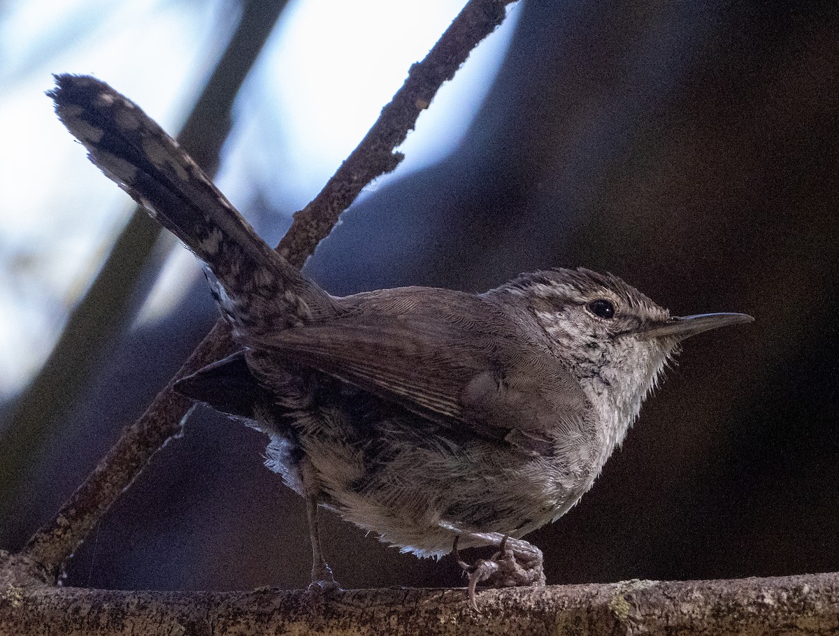 Bewick's Wren - ML620668185