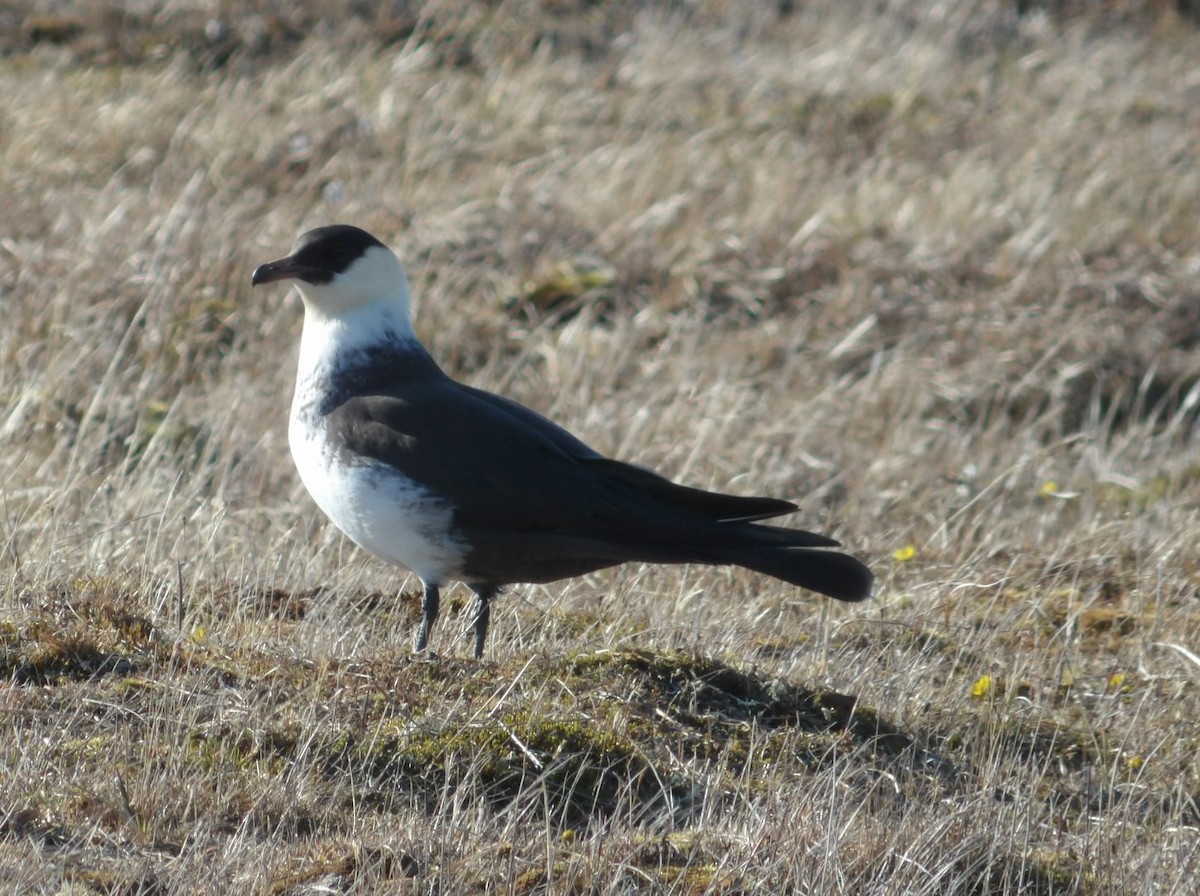 Pomarine Jaeger - ML620668186