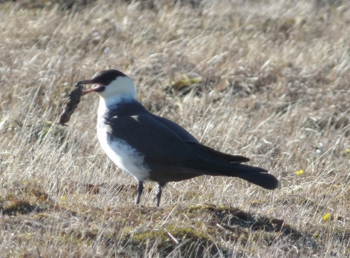 Pomarine Jaeger - Martin Selzer