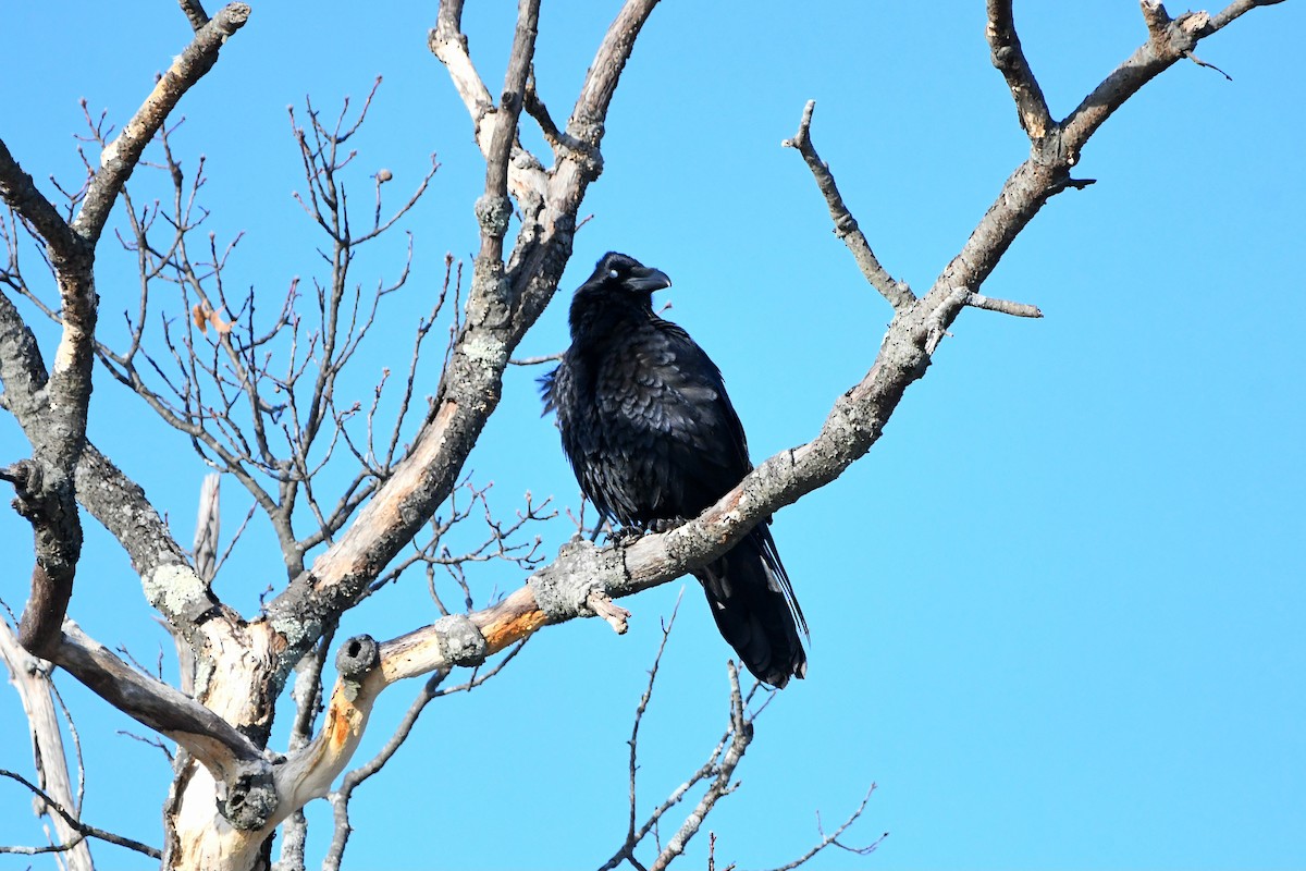 Common Raven - ML620668188