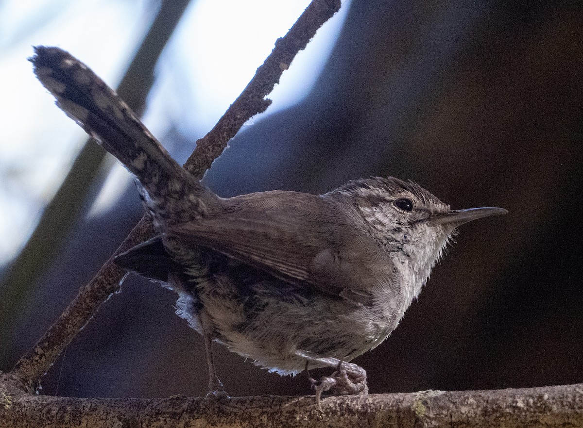 Bewick's Wren - ML620668190