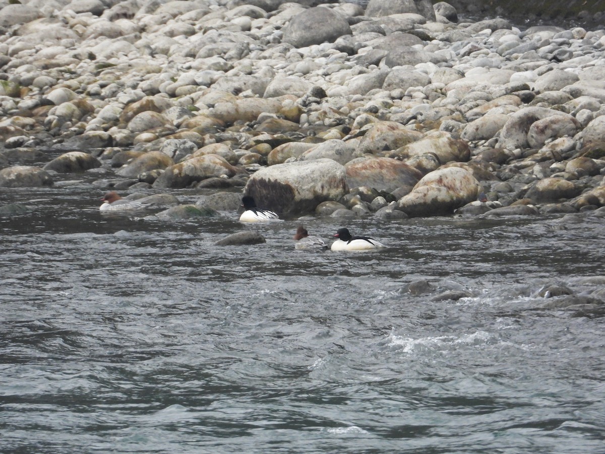 Common Merganser - ML620668191