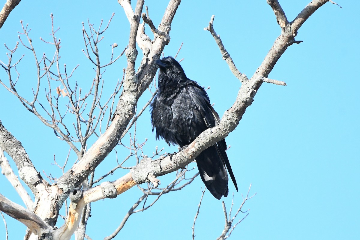 Common Raven - ML620668192