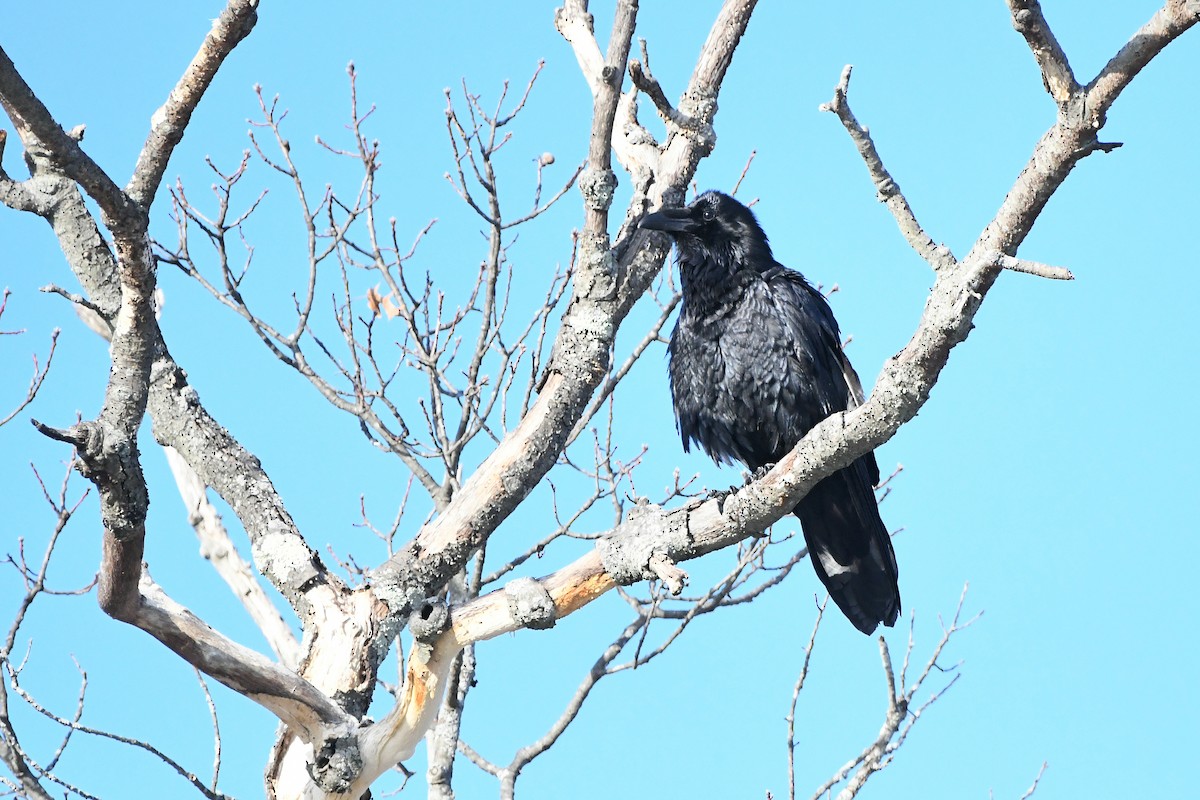 Common Raven - ML620668193