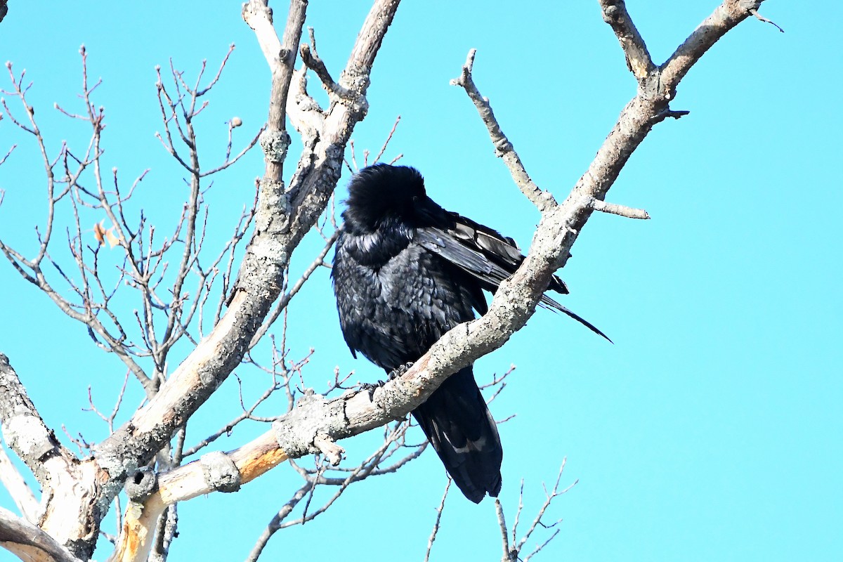 Common Raven - ML620668194