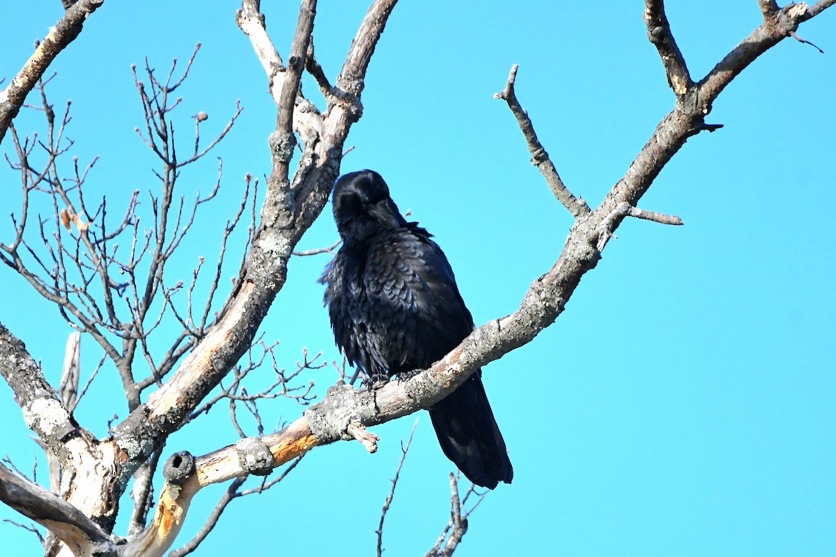 Common Raven - ML620668195