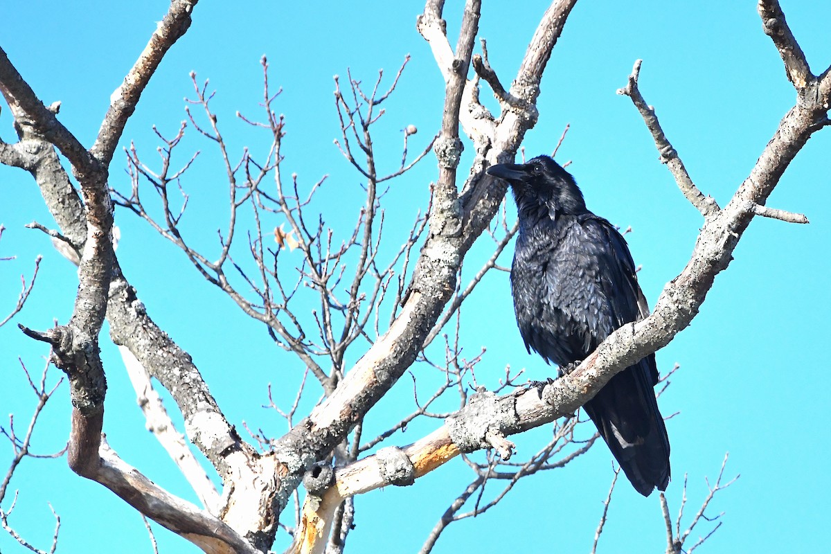 Common Raven - ML620668199