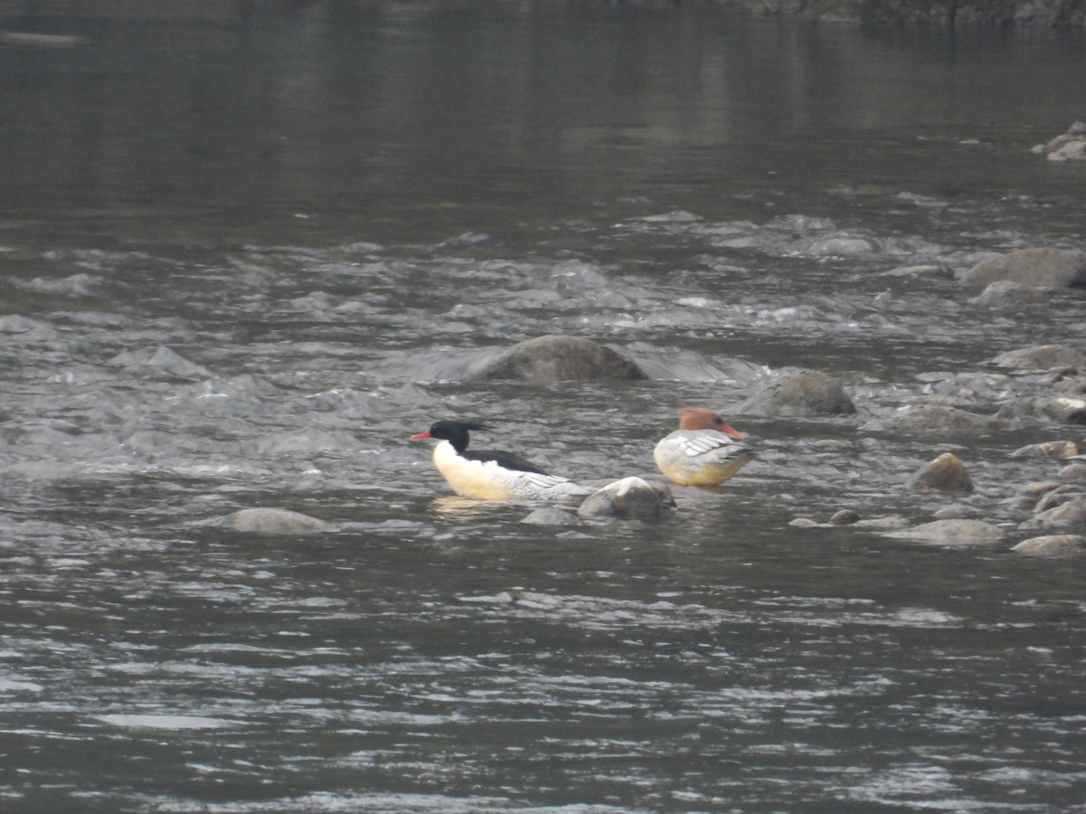 Scaly-sided Merganser - ML620668200