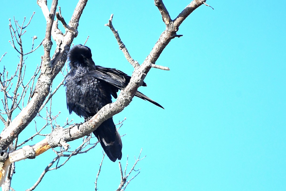 Common Raven - ML620668201