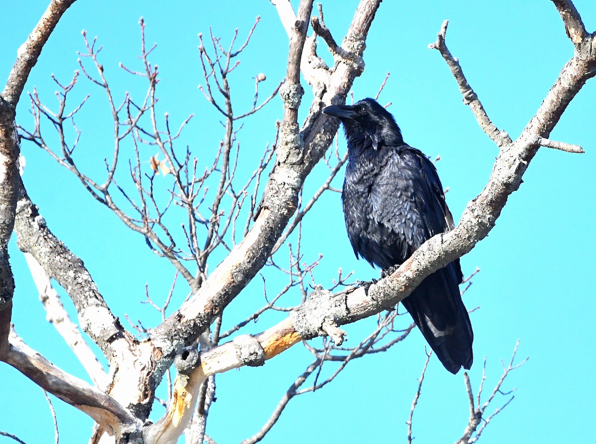 Common Raven - ML620668202