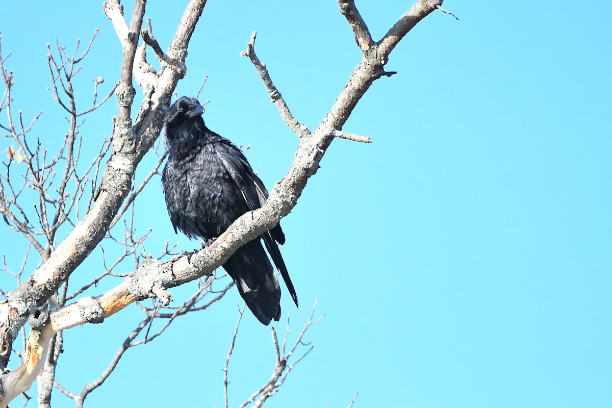 Common Raven - ML620668203