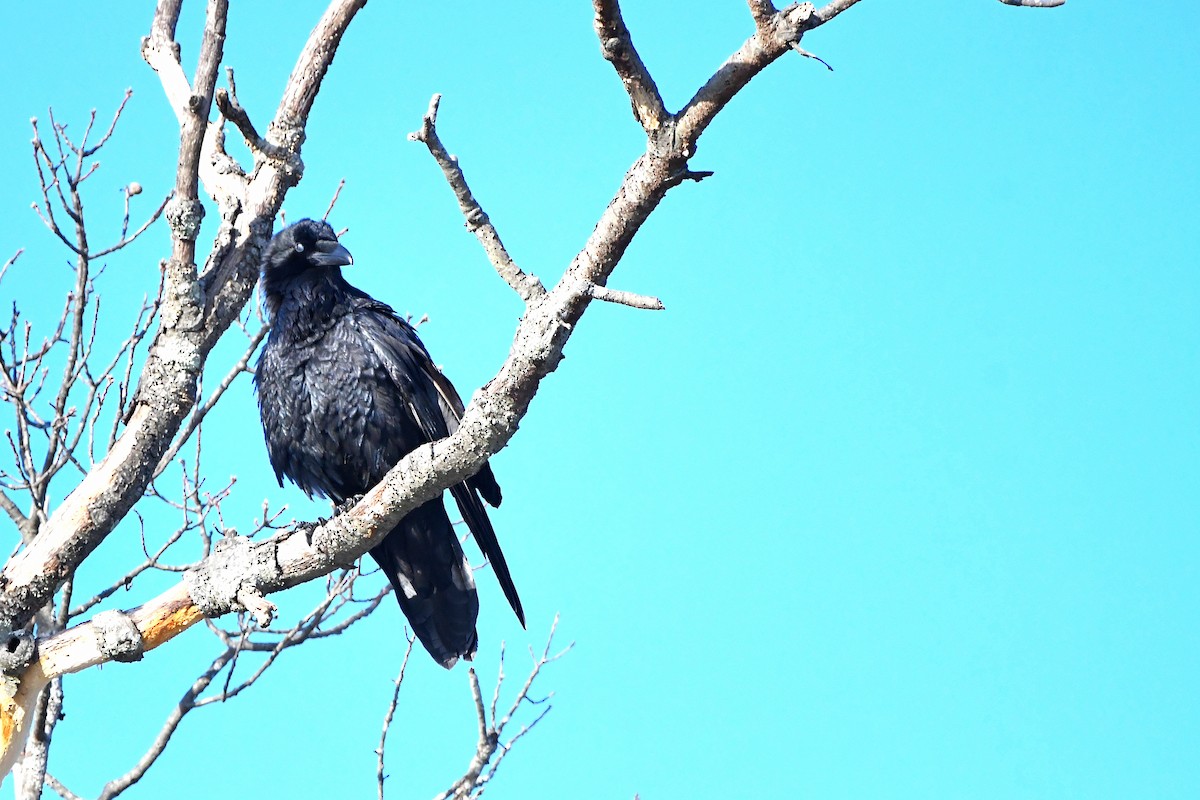 Common Raven - ML620668204