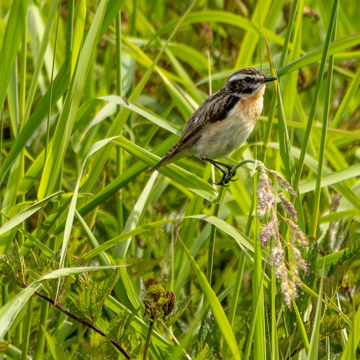 Braunkehlchen - ML620668208