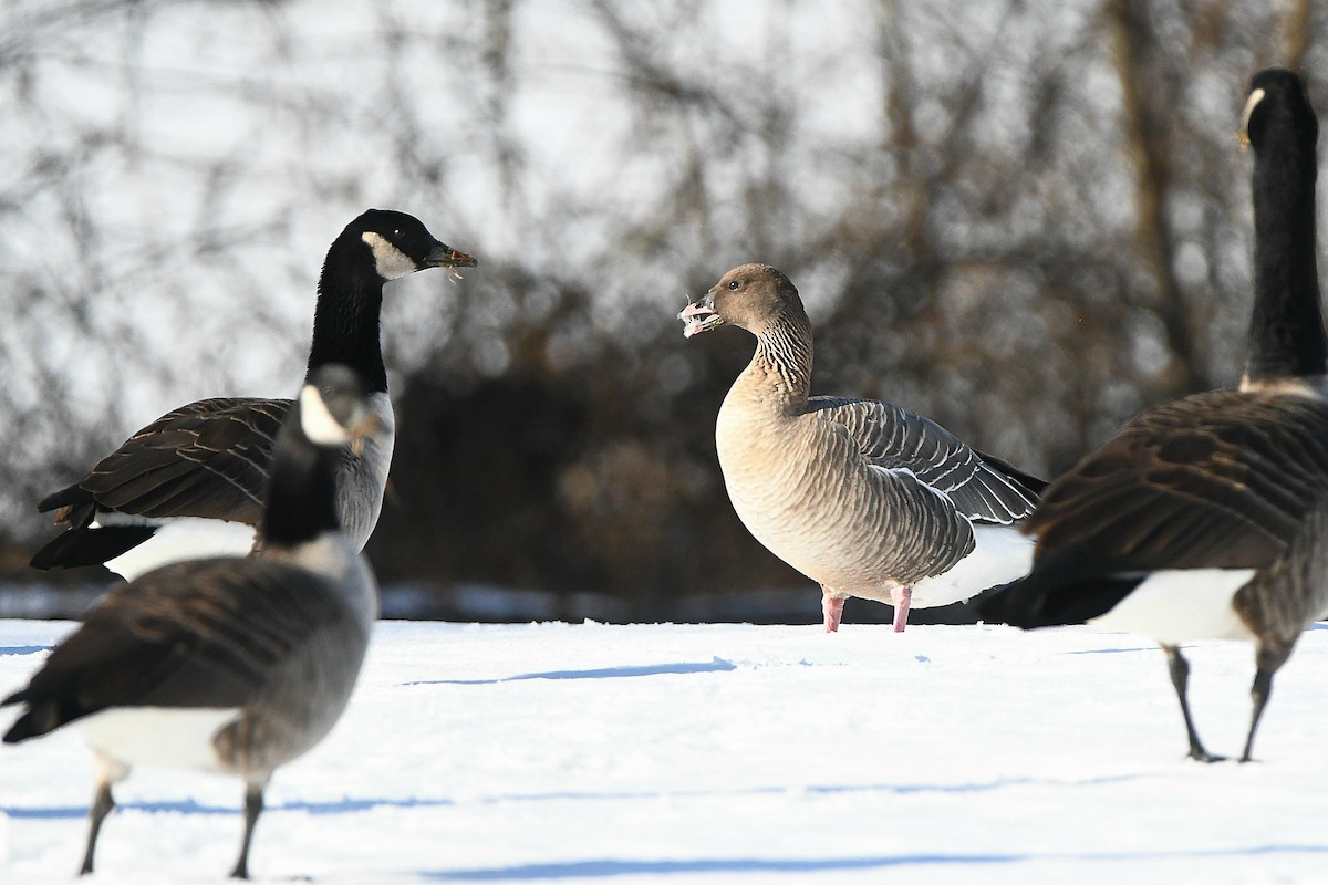 Pink-footed Goose - ML620668210