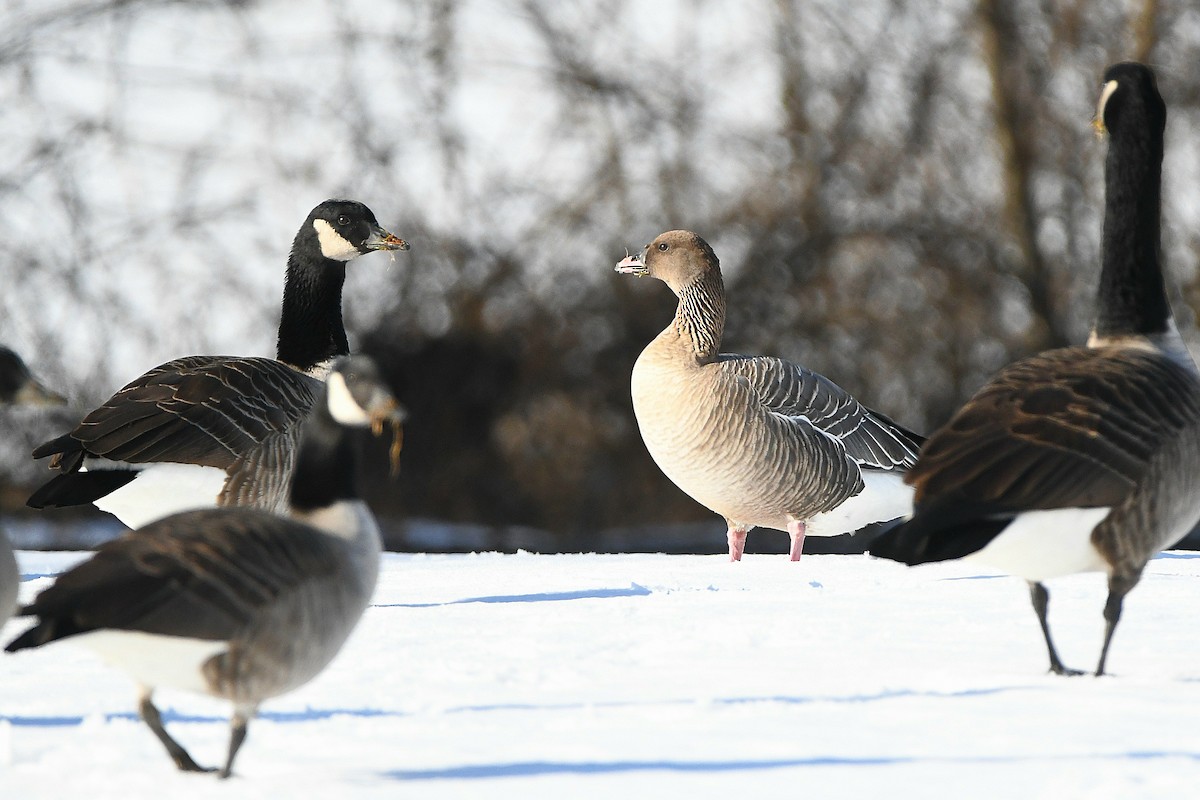 Pink-footed Goose - ML620668211