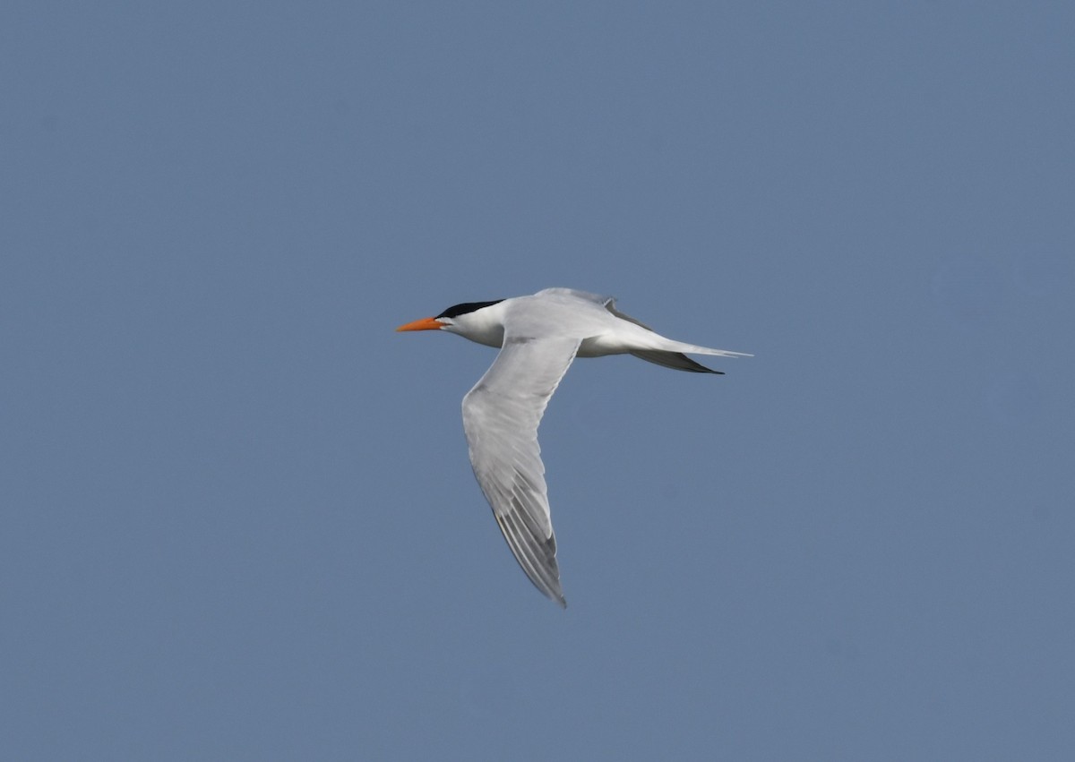 Royal Tern - ML620668213