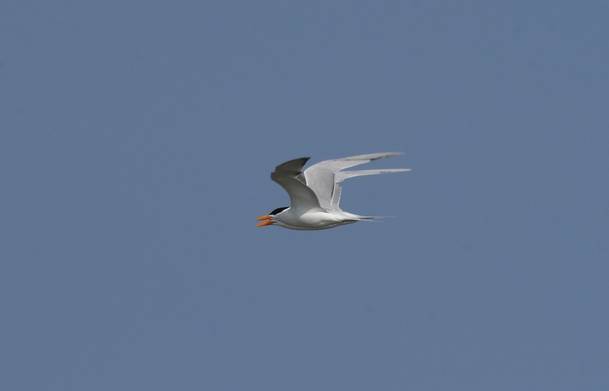 Royal Tern - ML620668215