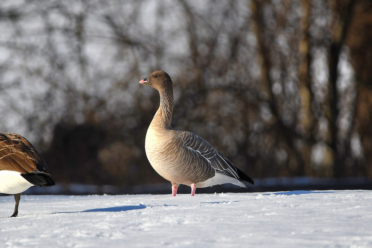 Pink-footed Goose - ML620668217