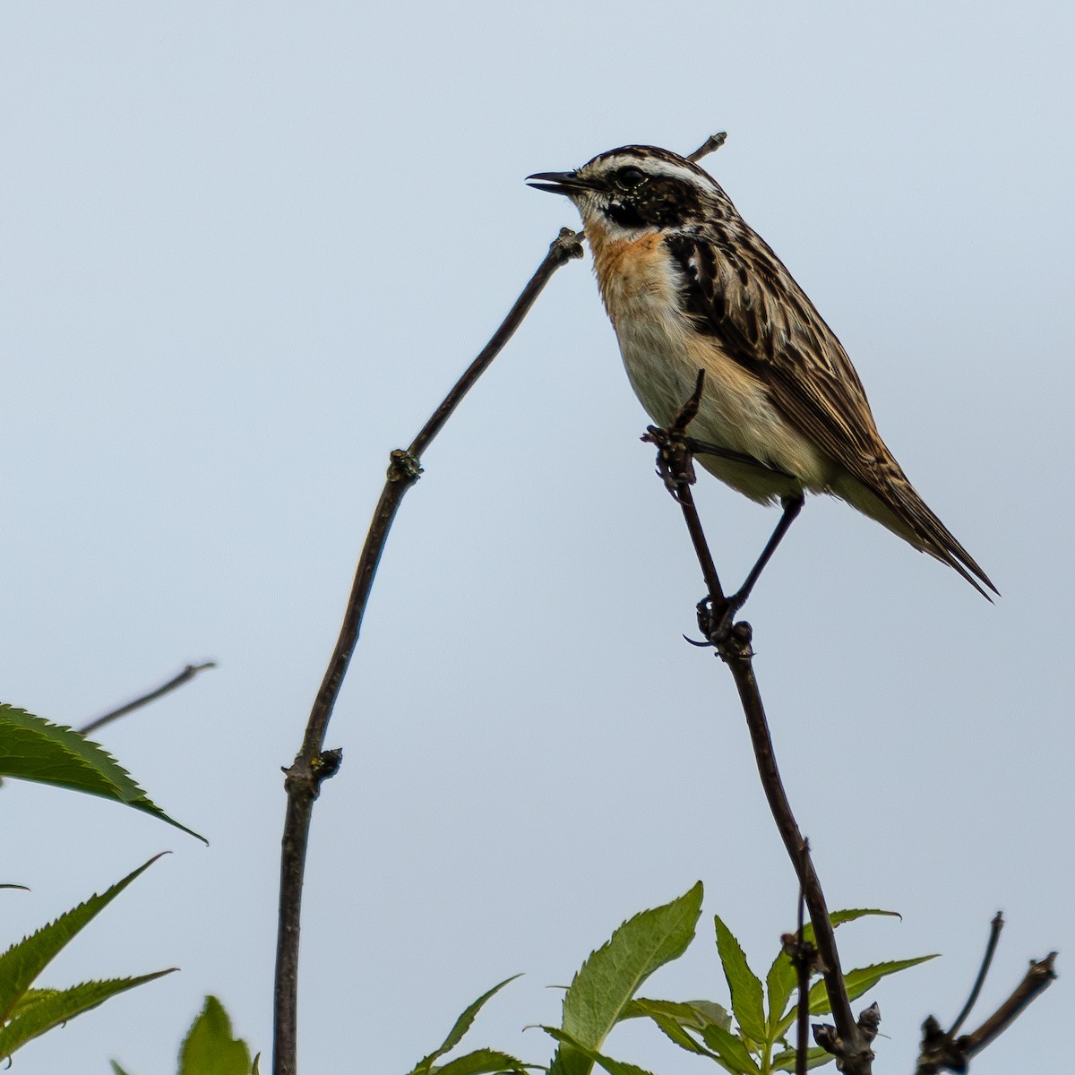 Whinchat - ML620668218