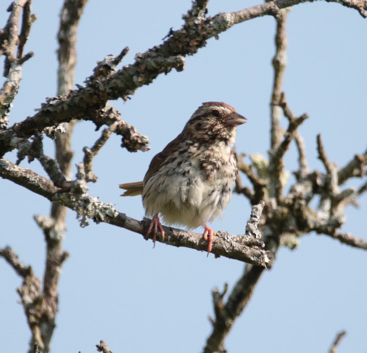 Song Sparrow - ML620668221