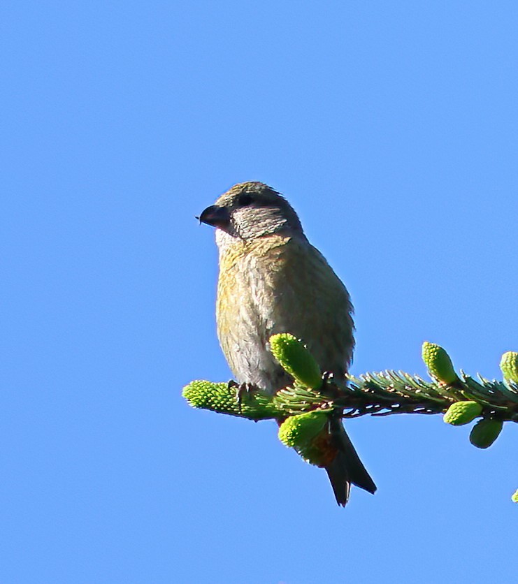 Red Crossbill - ML620668222