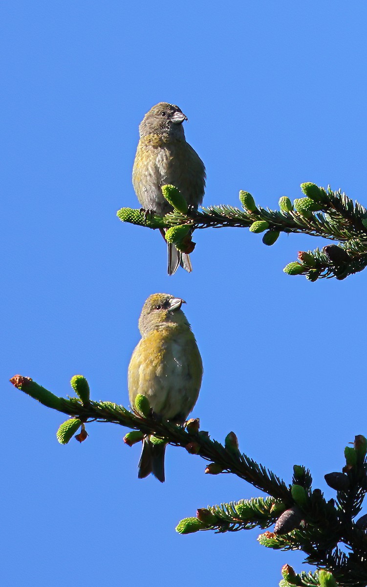 Red Crossbill - ML620668223