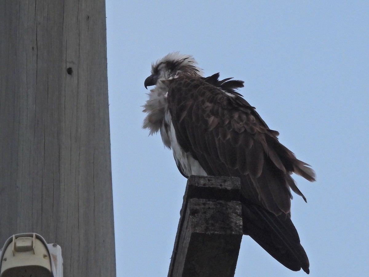 Águila Pescadora - ML620668224