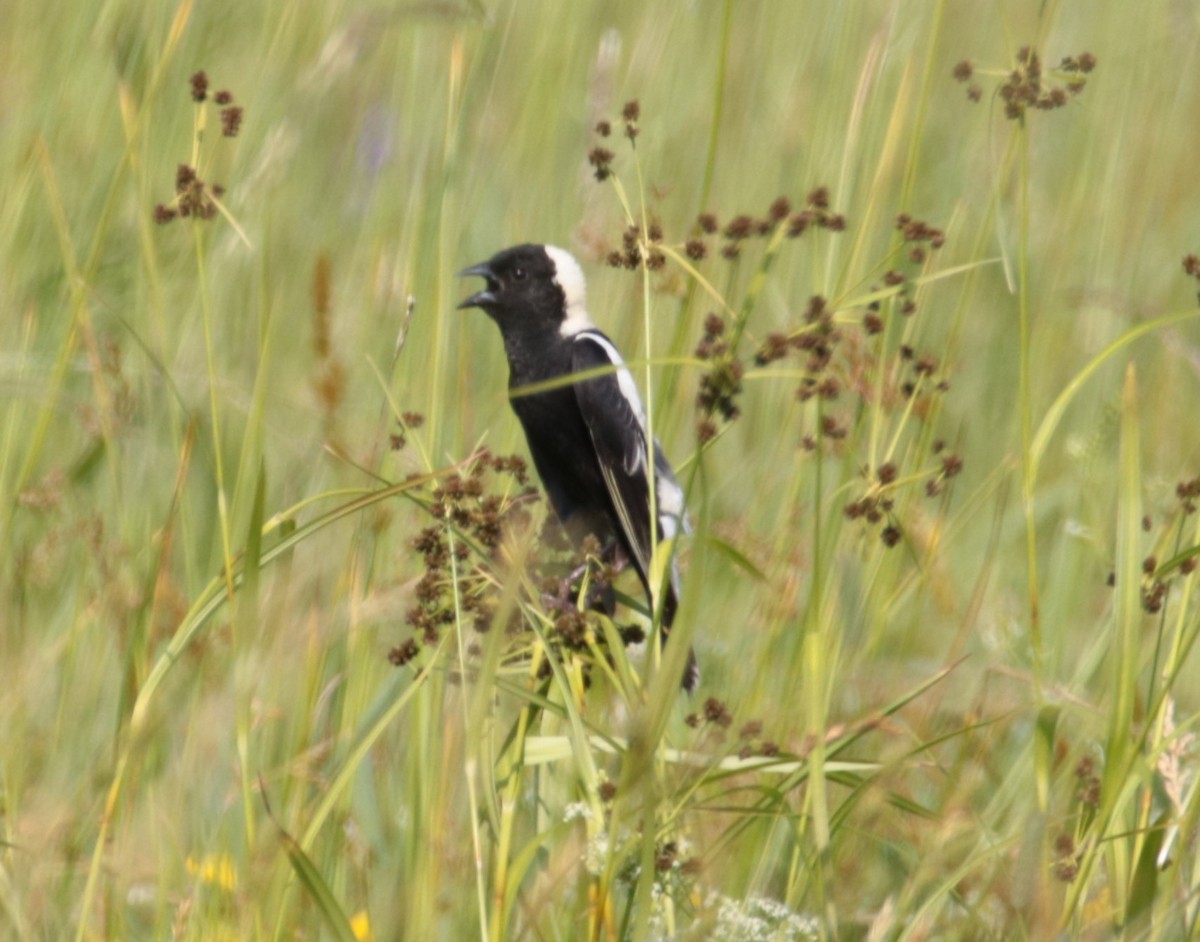 bobolink americký - ML620668225