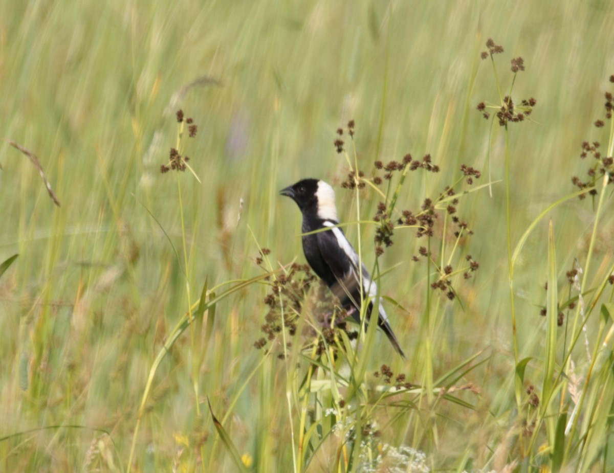 bobolink americký - ML620668226