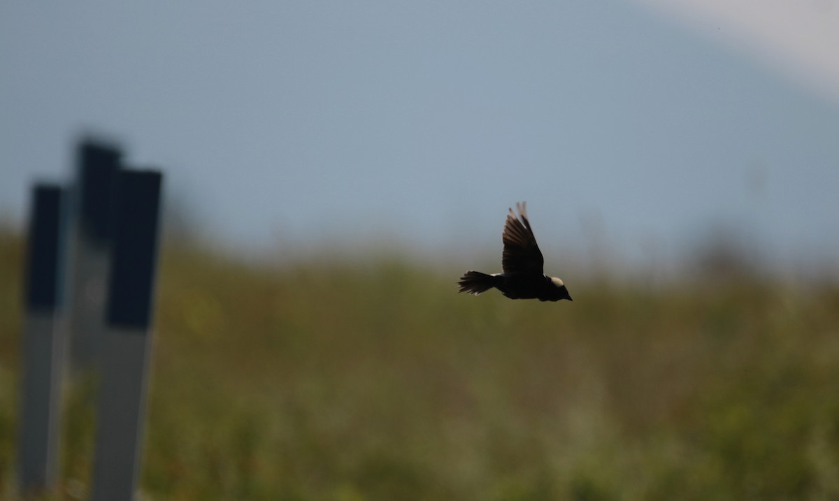 bobolink americký - ML620668227