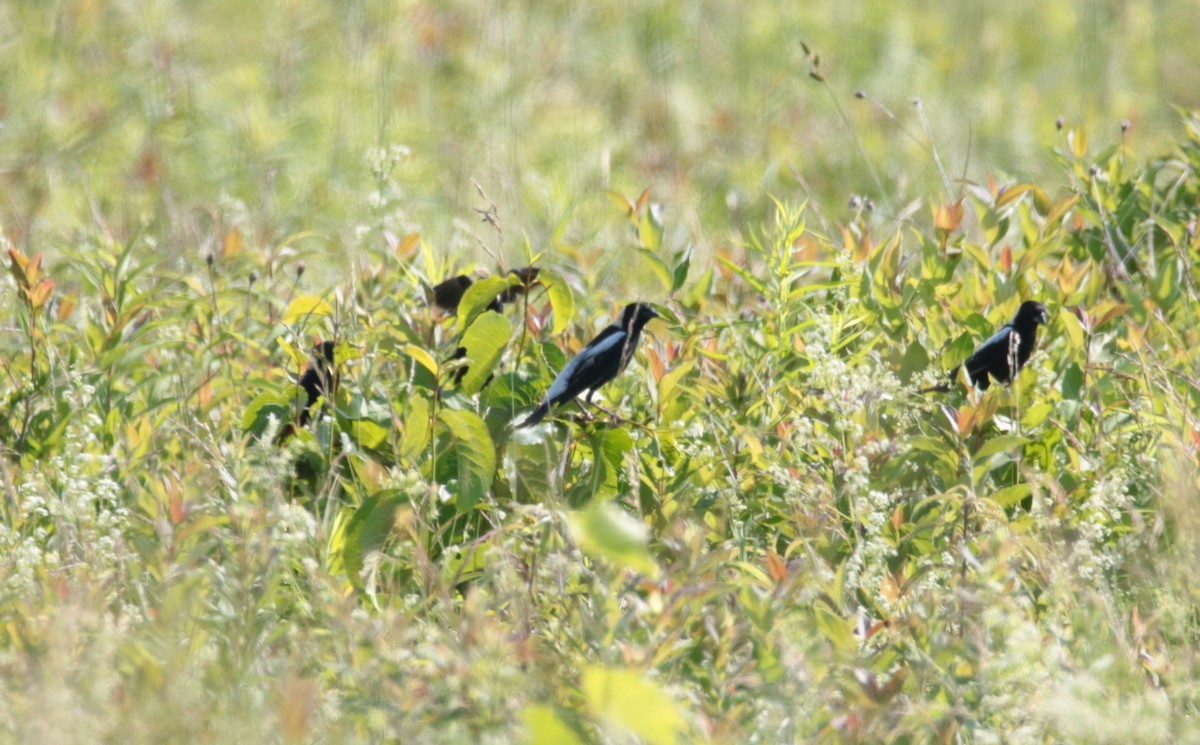 bobolink americký - ML620668228