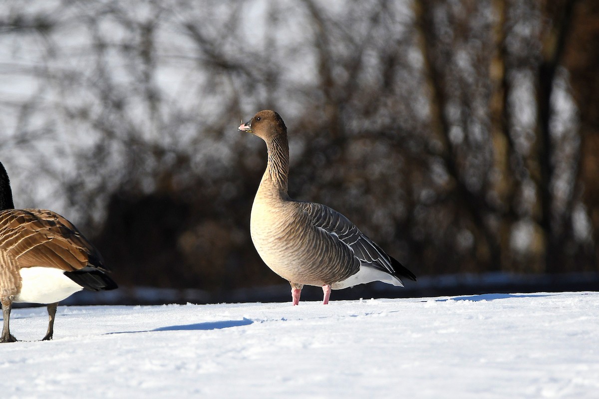 Pink-footed Goose - ML620668229