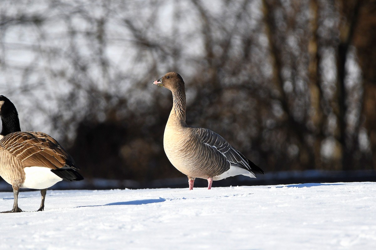 Pink-footed Goose - Ari Weiss