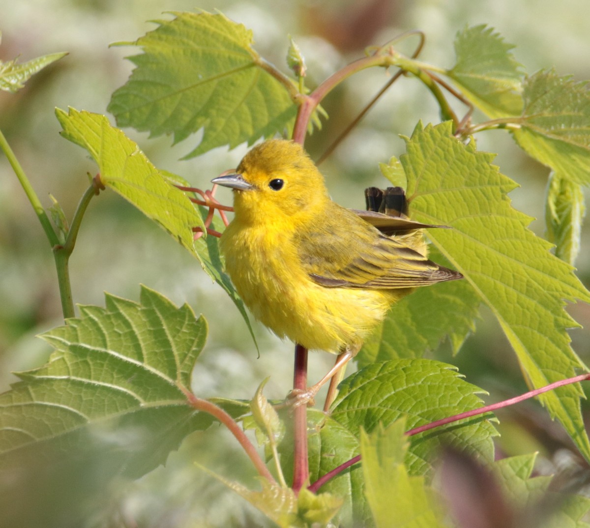 Yellow Warbler - Kate Schnurr