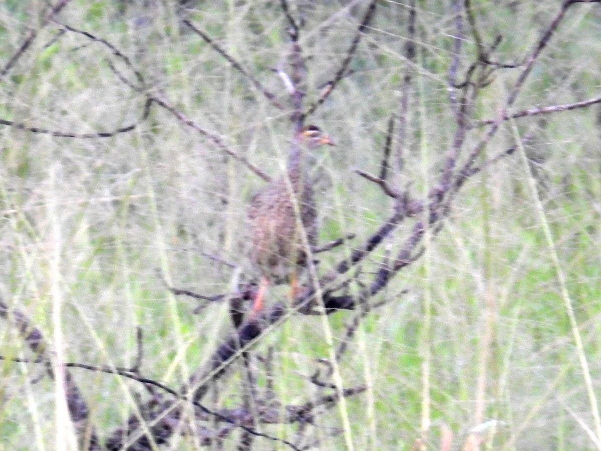 Francolin à bec jaune - ML620668233