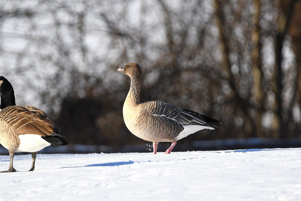 Pink-footed Goose - ML620668235